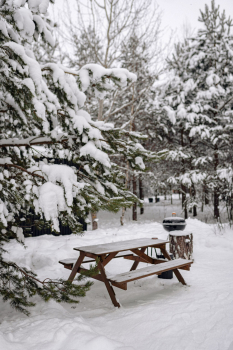 Лес — фото 5