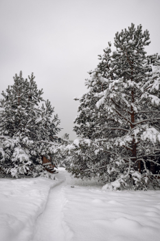 Лес — фото 6