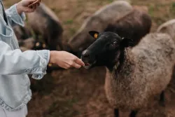 Ферма — фото 1