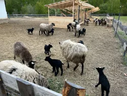 Ферма — фото 2