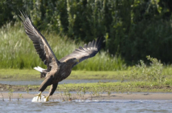 Водоем — фото 6