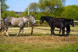 Конные прогулки — фото 2