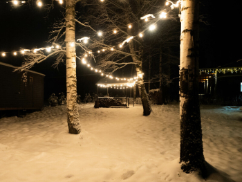 Рябина — фото 11