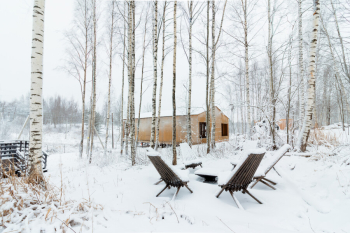 Береза — фото 17