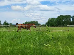 Конные прогулки — фото 1