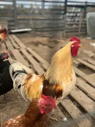 Ферма — фото 2