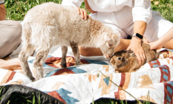 Ферма — фото 7