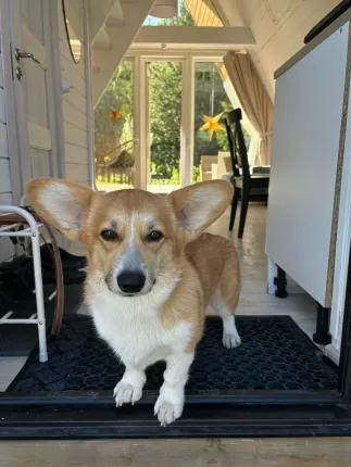 Клевер Лехтуси — фото