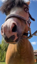 Конные прогулки — фото 2