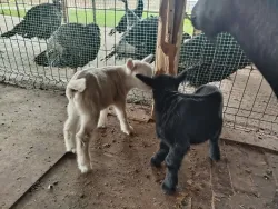 Ферма — фото 1