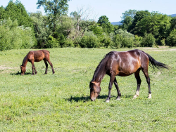 Конные прогулки — фото 1
