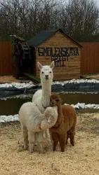 Ферма — фото 1