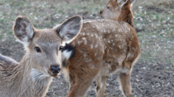 Ферма — фото 2