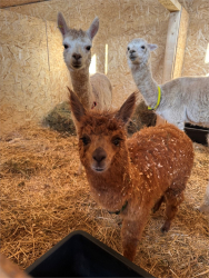 Ферма — фото 5