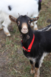 Ферма — фото 4