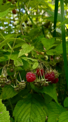 Баня — фото 4