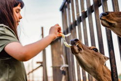 Ферма — фото 1