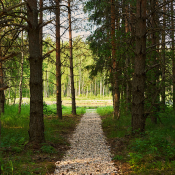 Lato-80 Sauna — фото 28
