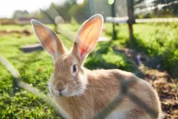 Ферма — фото 3