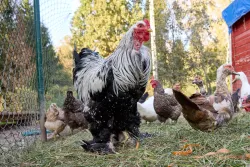 Ферма — фото 2