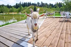 Ферма — фото 1