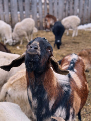 Ферма — фото 3