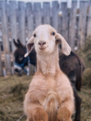 Ферма — фото 2