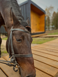 Конные прогулки — фото 1