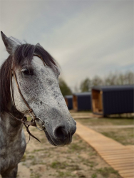 Конные прогулки — фото 2