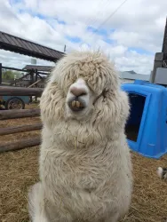 Ферма — фото 1