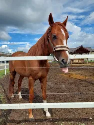 Конные прогулки — фото 2