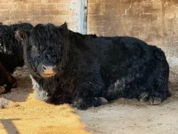 Ферма — фото 4