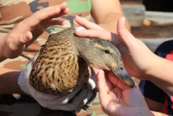 Ферма — фото 1