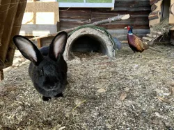 Ферма — фото 2