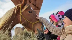 Ферма — фото 3