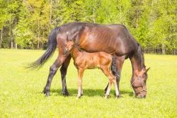 Ферма — фото 4