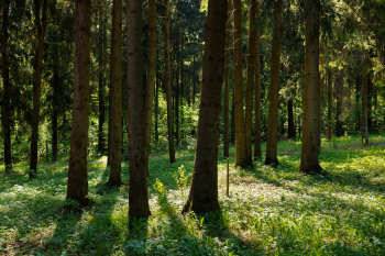 Солнечный 1 — фото 10