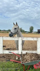 Конные прогулки — фото 1