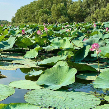 Основной дом — фото 28