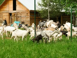 Ферма — фото 2