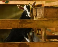 Ферма — фото 1