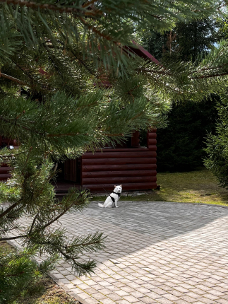 "Шанти" — фото