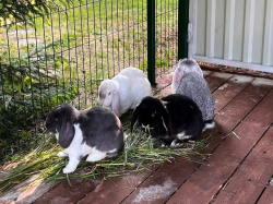 Ферма — фото 5