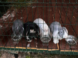 Ферма — фото 2