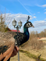 Ферма — фото 1