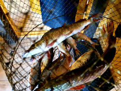 Рыбалка — фото 1