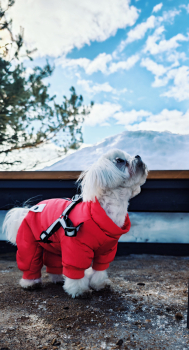 Pet Friendly House — фото 2