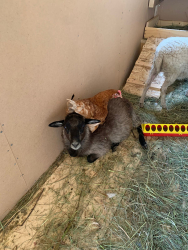 Ферма — фото 1