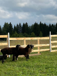 Ферма — фото 1