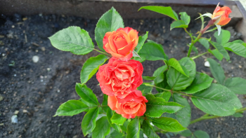 Трехкомнатный домик с кухней  — фото 16